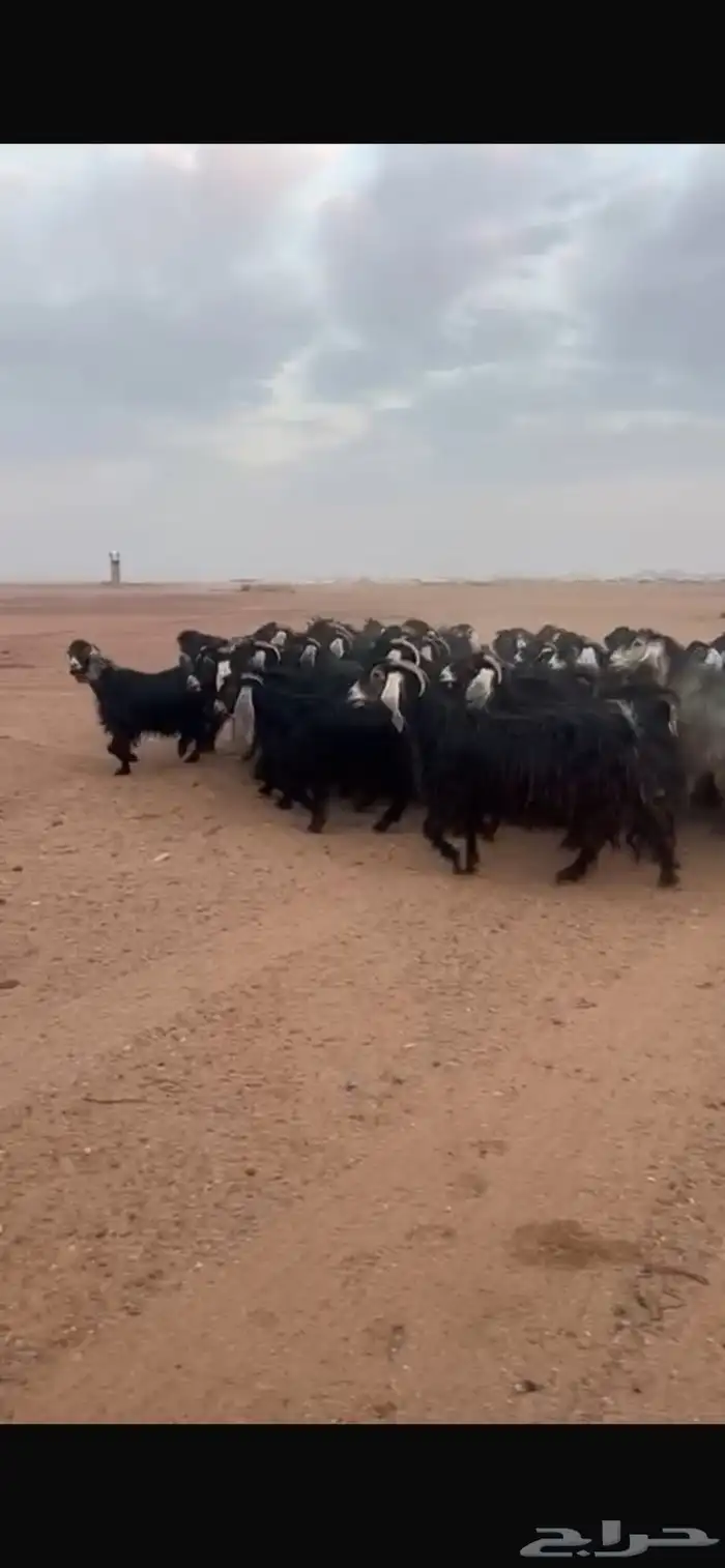 معزا عوارض تم البيع 3