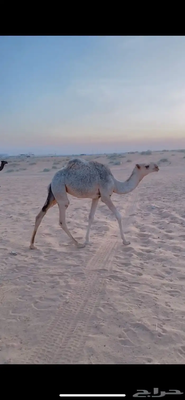 بكار 2