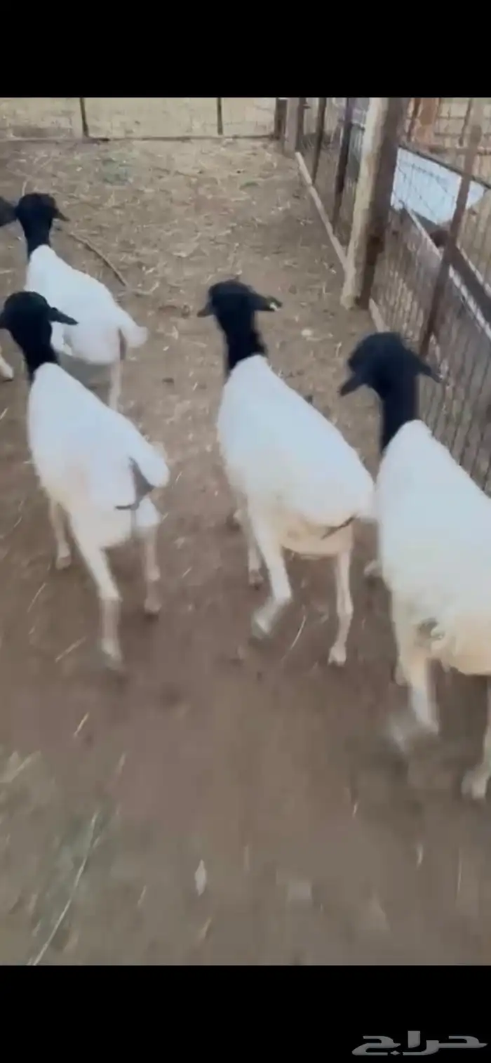 للبيع طليان مرابي برابر 7