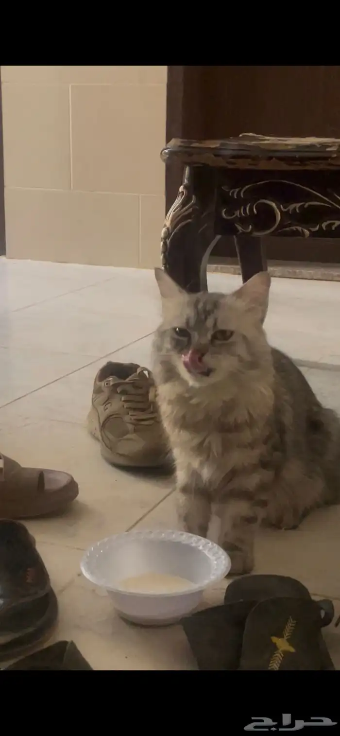 قط ضايع 1