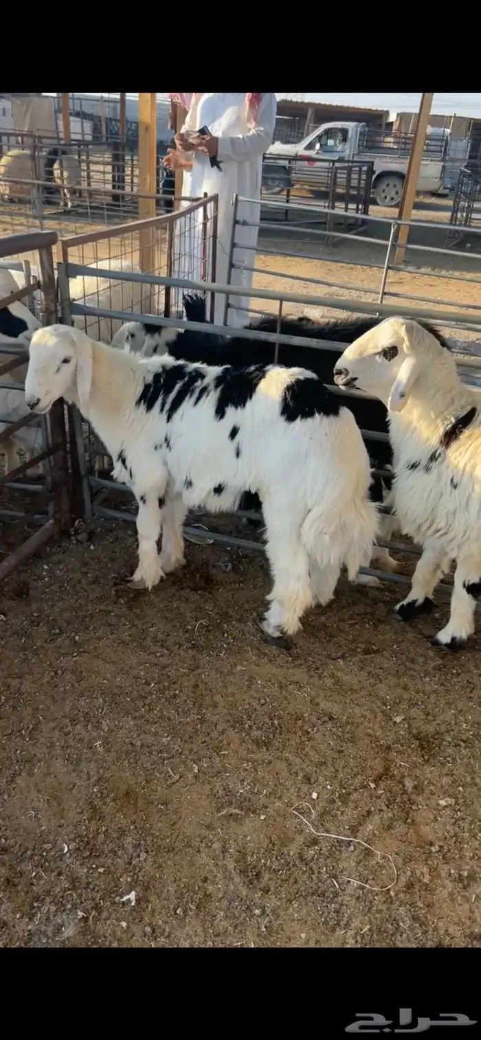 ذبايح نجد 1