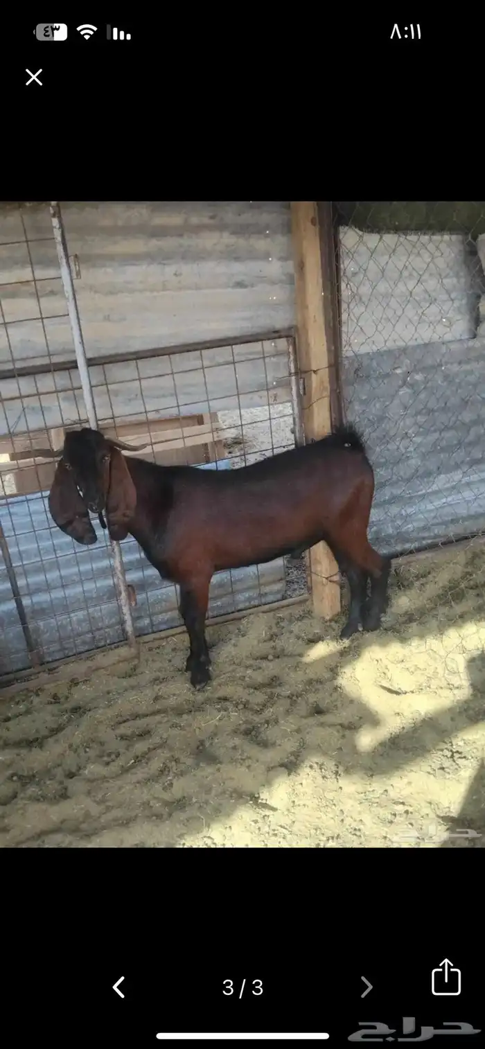 تيوس مشاريع فحول 0