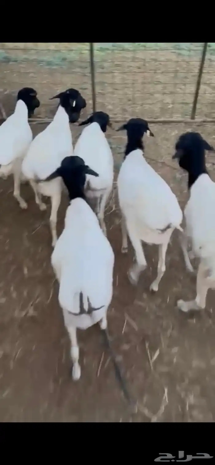 للبيع طليان مرابي برابر 6