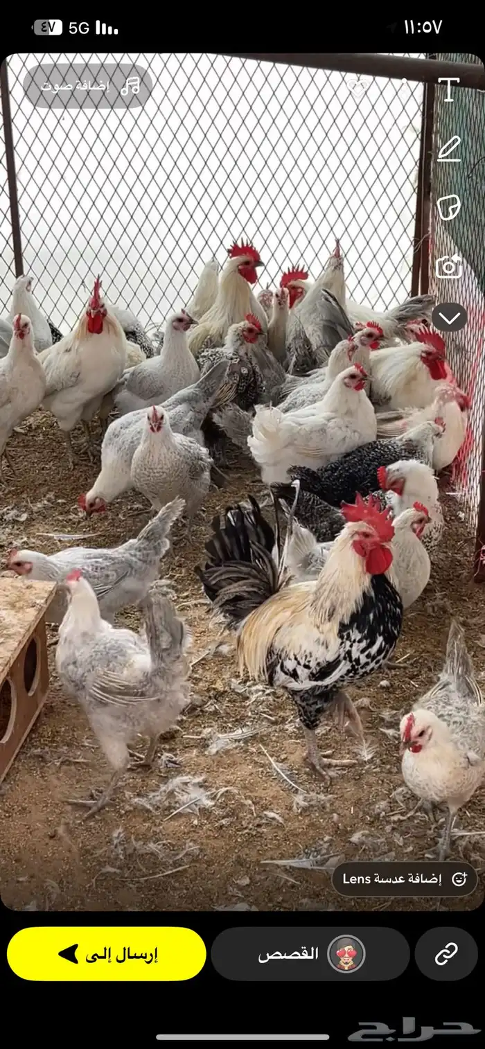 بيع بيض مخصب 12
