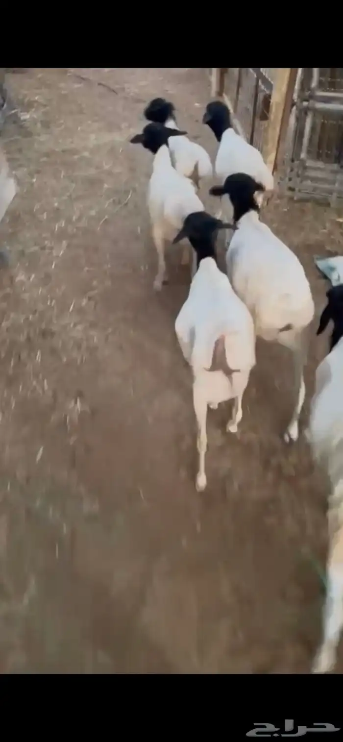 للبيع طليان مرابي برابر 2