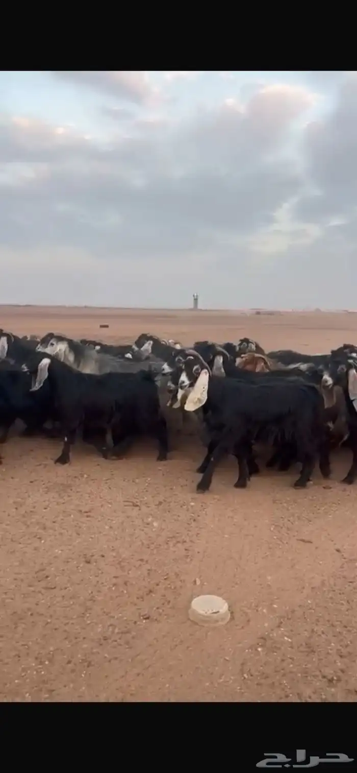 معزا عوارض تم البيع 2