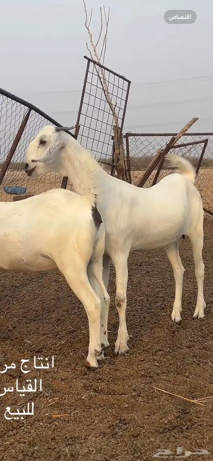 جفار للبيع 2