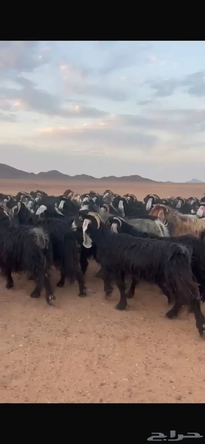 معزا عوارض تم البيع 1