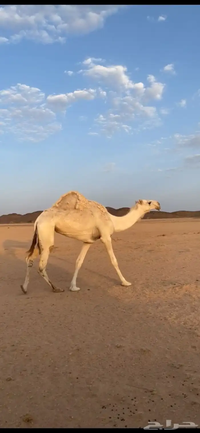 ناقه ضريبه 0
