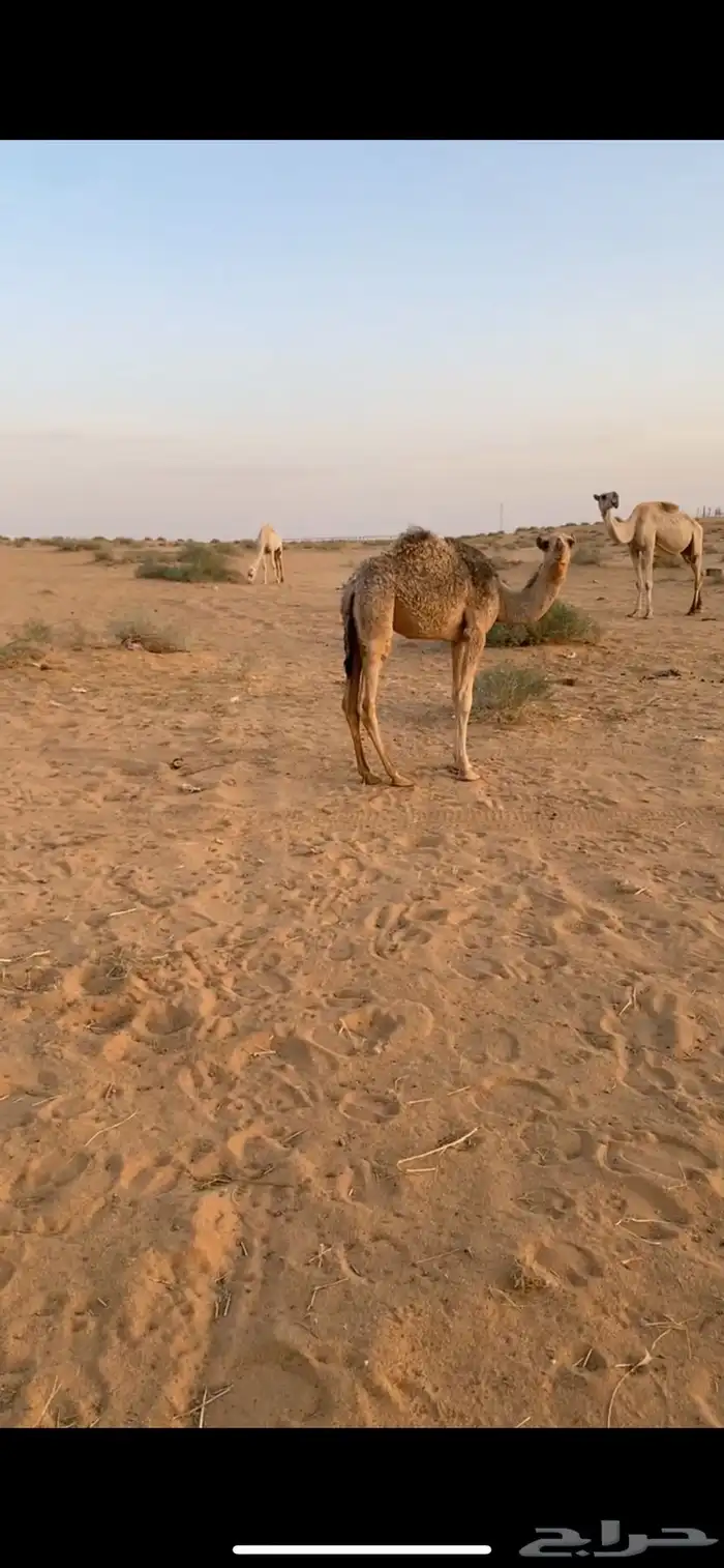 بكار 4