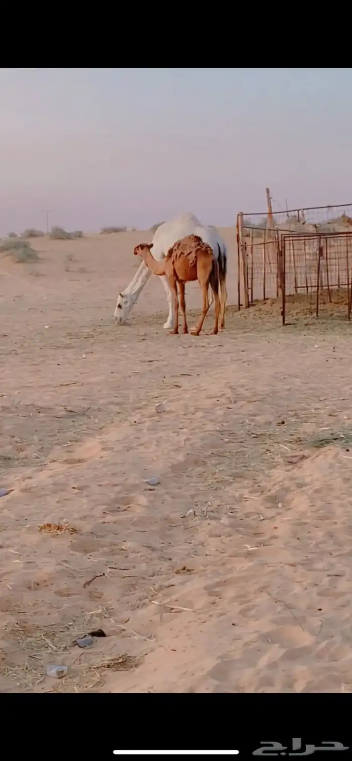 بكار 0