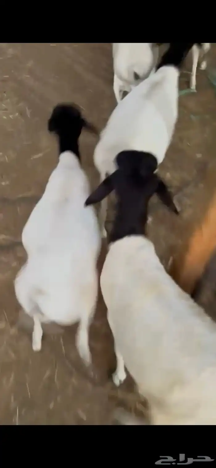 للبيع طليان مرابي برابر 3