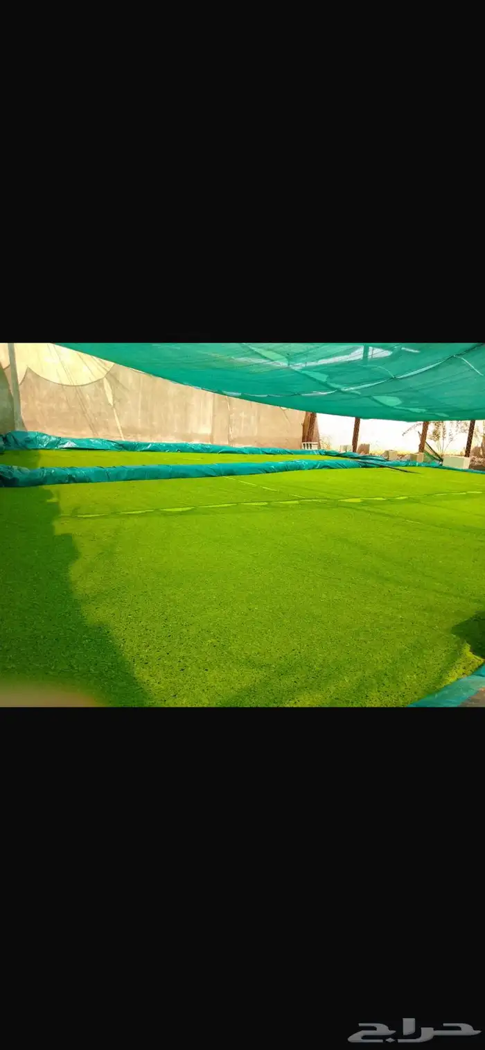 ازولا علف مجاني للدجاج والغنم والمواشي 0