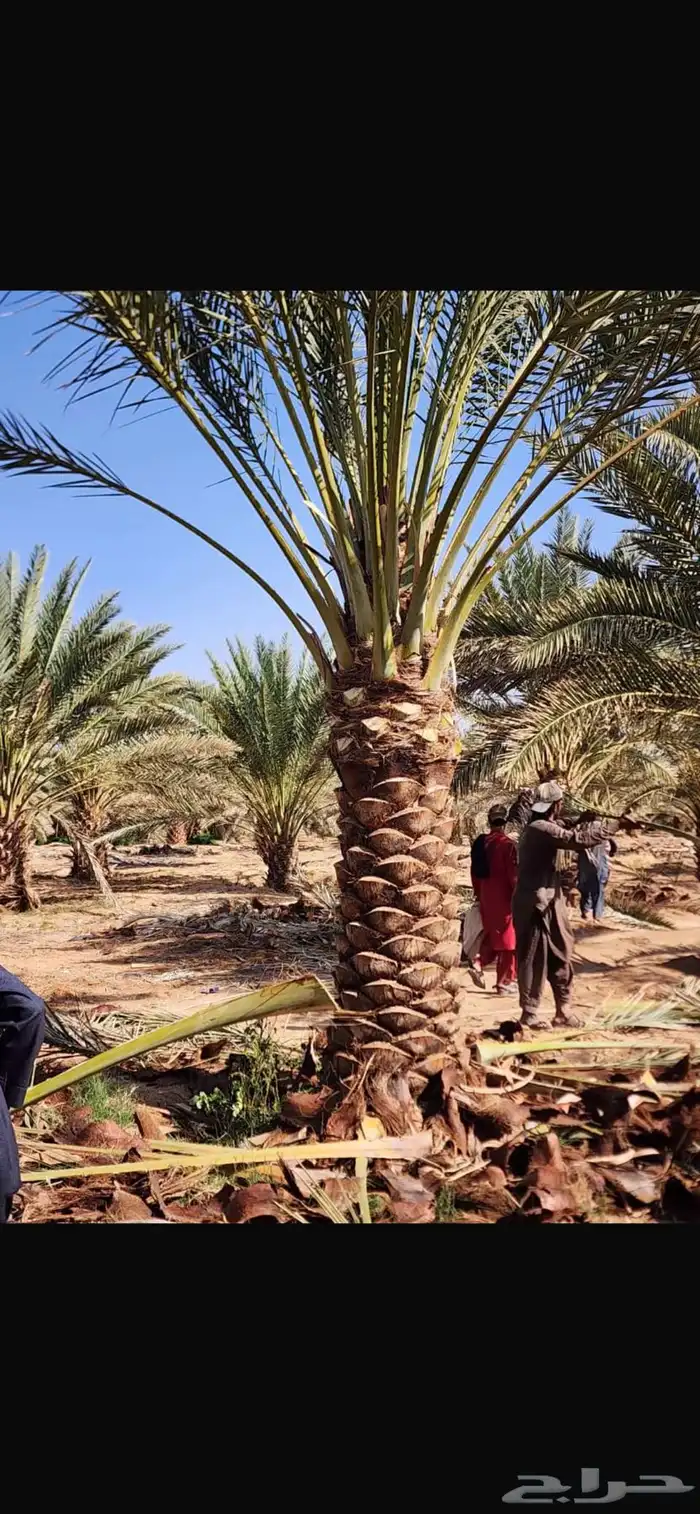 النخيل الفخر 0