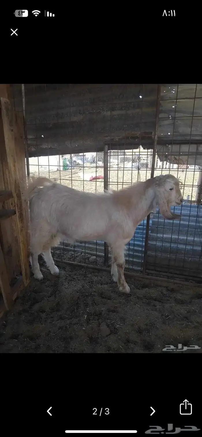 تيوس مشاريع فحول 1