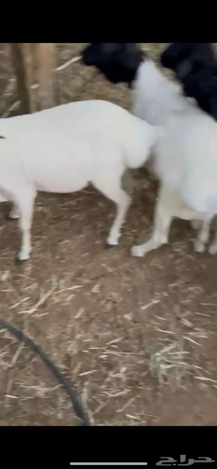 للبيع طليان مرابي برابر 1