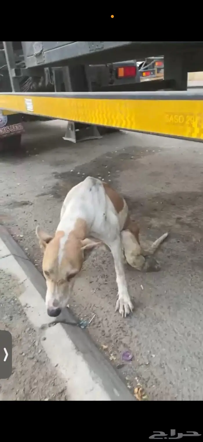كلبة متضررة بحادث بحاجه لمتبني -مكة المكرمة 1