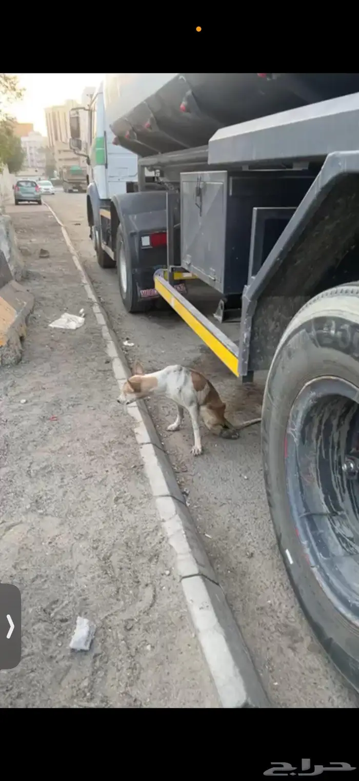 كلبة متضررة بحادث بحاجه لمتبني -مكة المكرمة 2