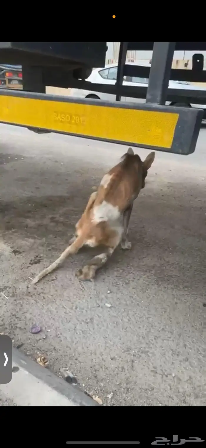 كلبة متضررة بحادث بحاجه لمتبني -مكة المكرمة 3