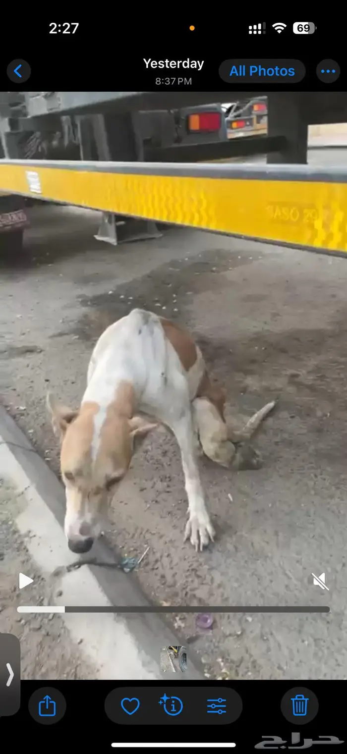 كلبة متضررة بحادث بحاجه لمتبني -مكة المكرمة 0