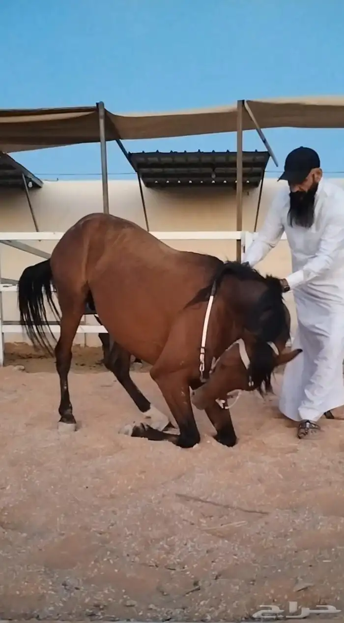 تعليم ركوب الخيل 3