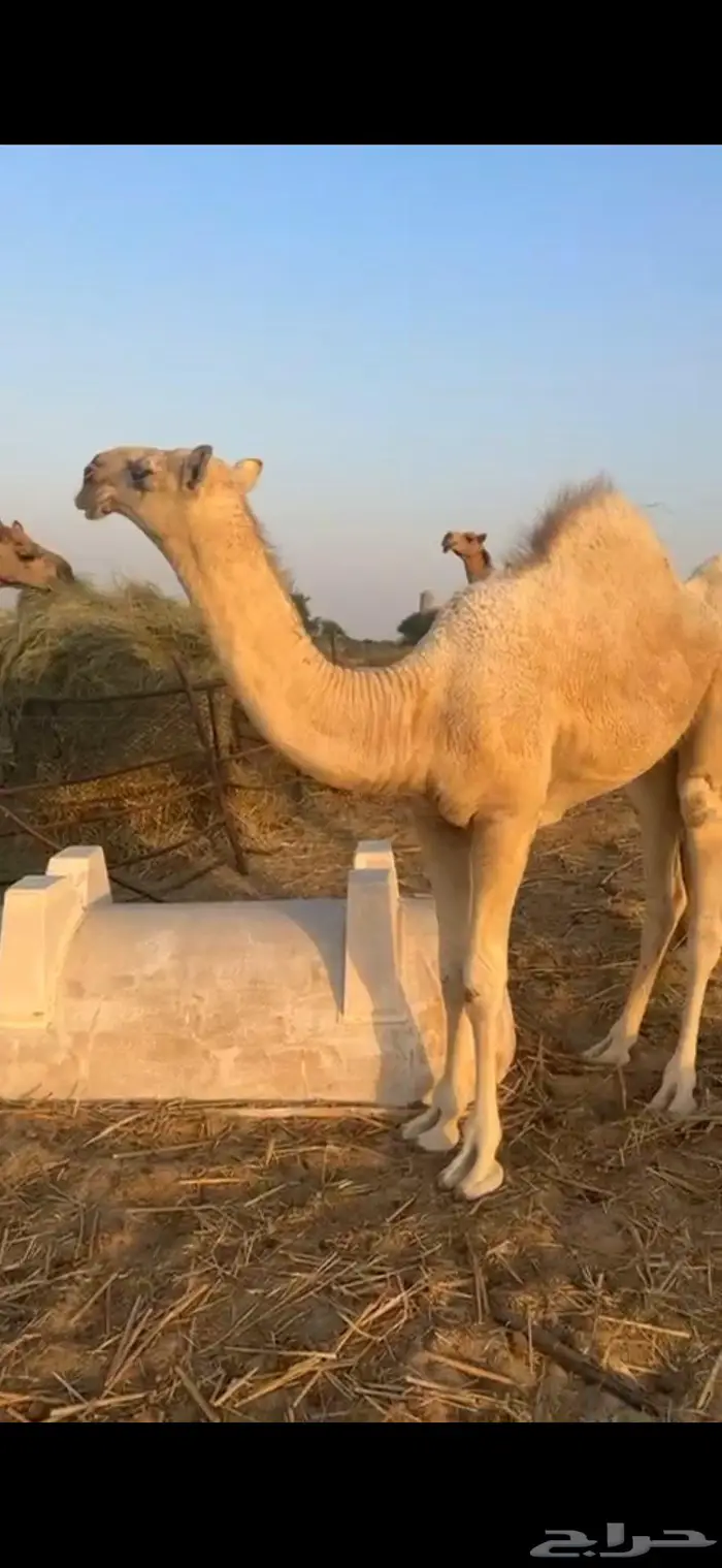 بكره وضحاء طيبة عمره 8 شهور 0