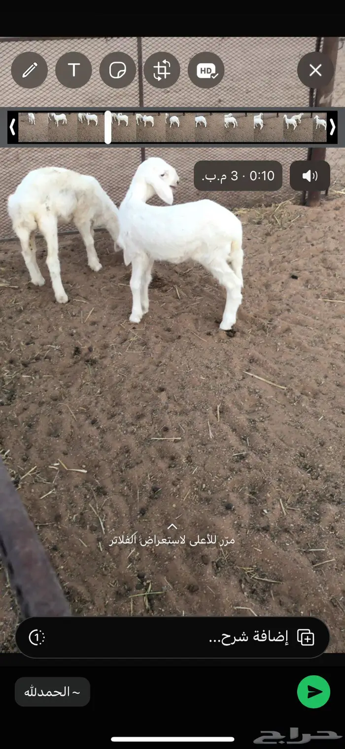رخال حريات دواغير شهر 20 يوم 2