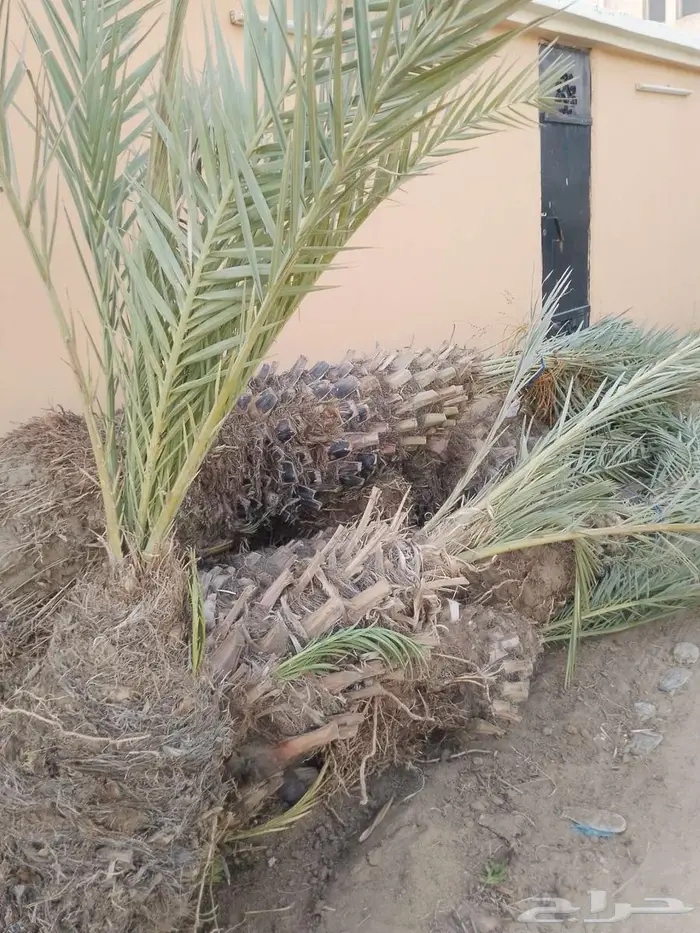 مشتل الاصيل 0