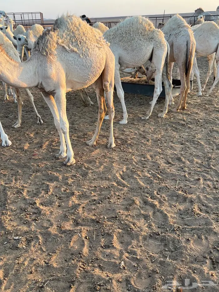 حشو للبيع العدد 13 2