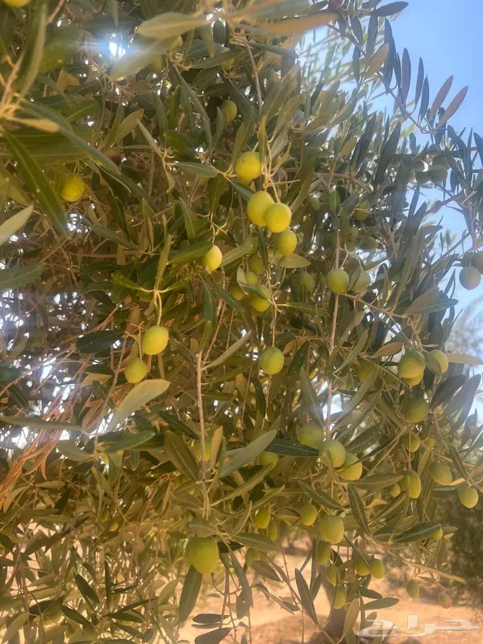 محصول زيتون 2