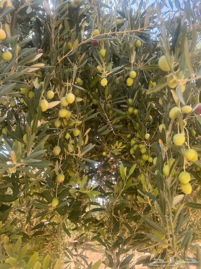 محصول زيتون 3