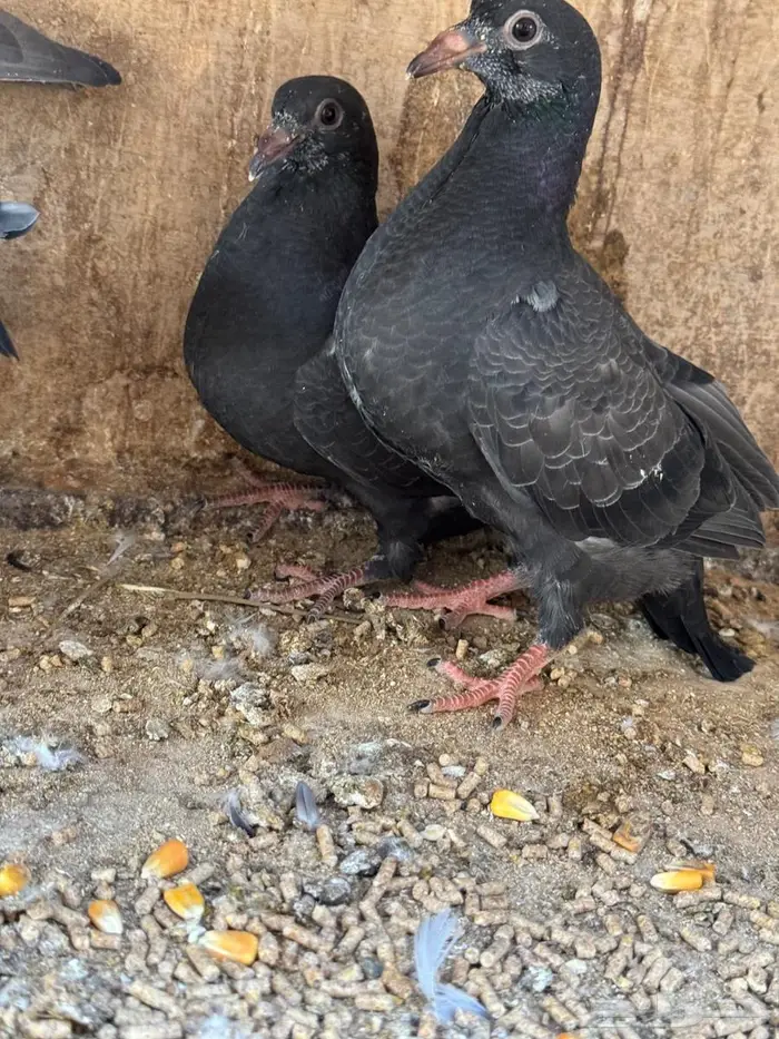 فراخة زاجل ( تم البيع ) 5