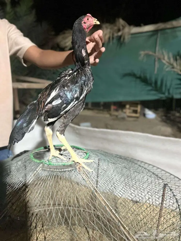 للبيع فرخين مكس تركي ب تايلندي 1