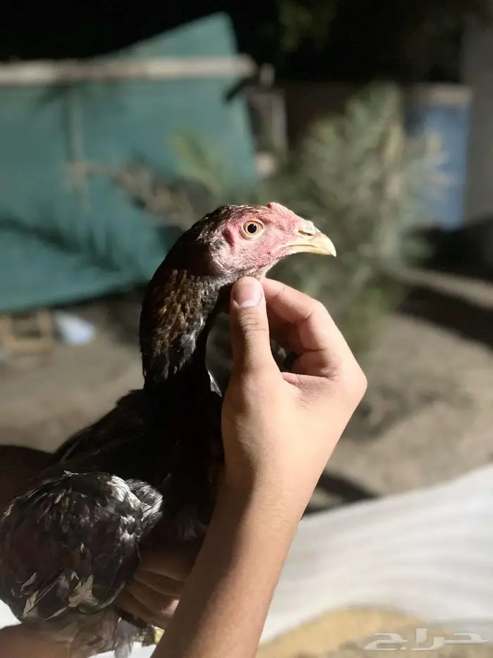للبيع فروخ تركي ب تايلندي 2