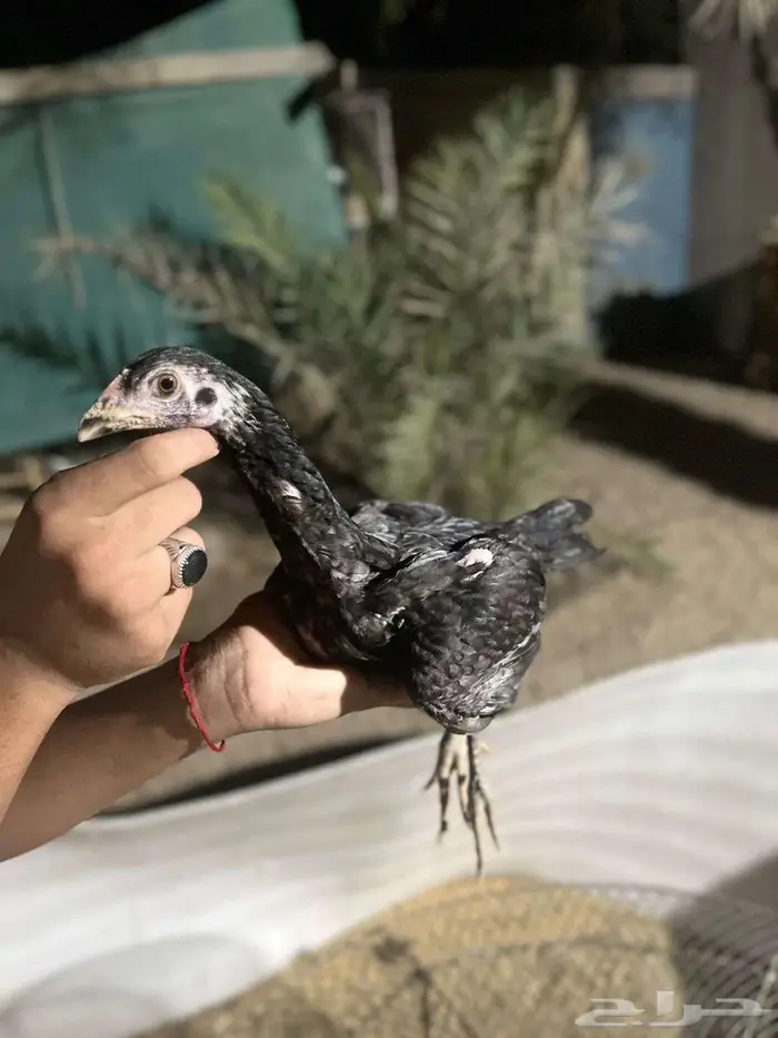 للبيع فروخ تركي ب تايلندي 0
