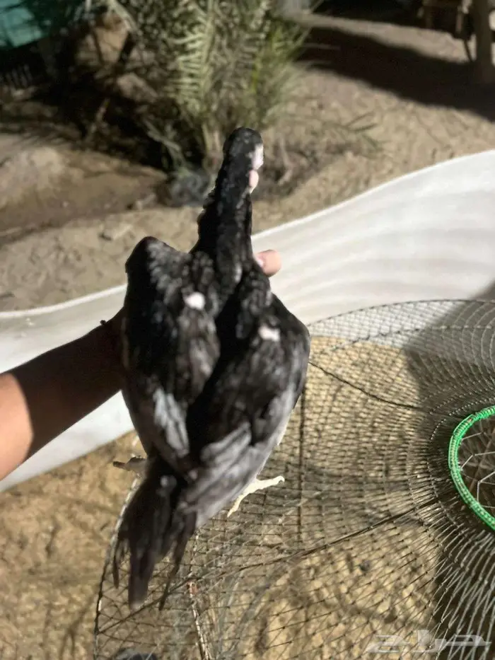 للبيع فروخ تركي ب تايلندي 5