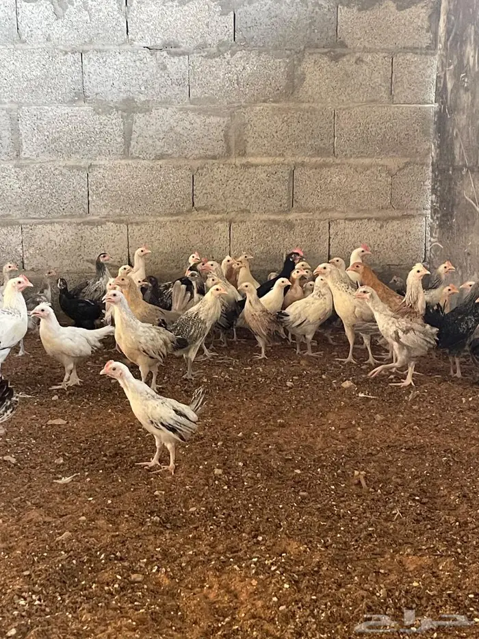 بيط بكيني عمر 3 اشهر ونص ودجاج بلدي 4