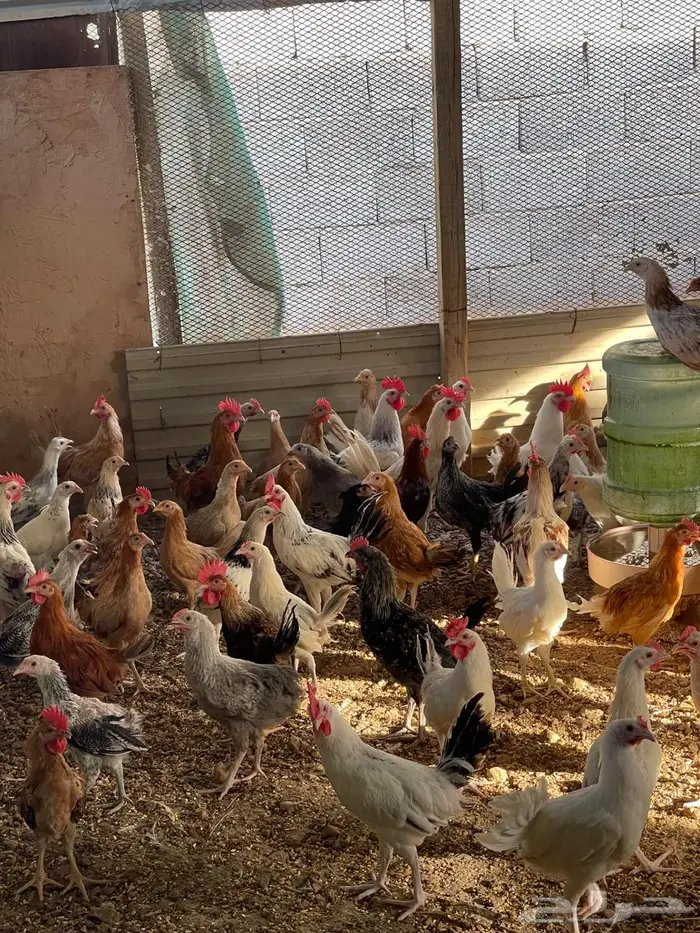 بيط بكيني عمر 3 اشهر ونص ودجاج بلدي 8