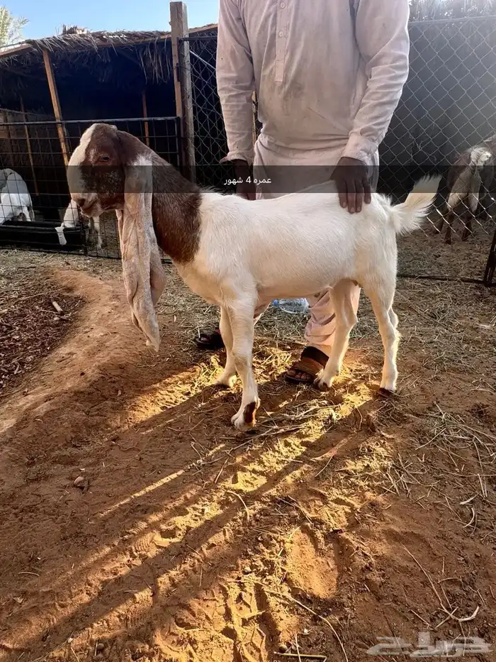 فحل هولندي وعياله 4