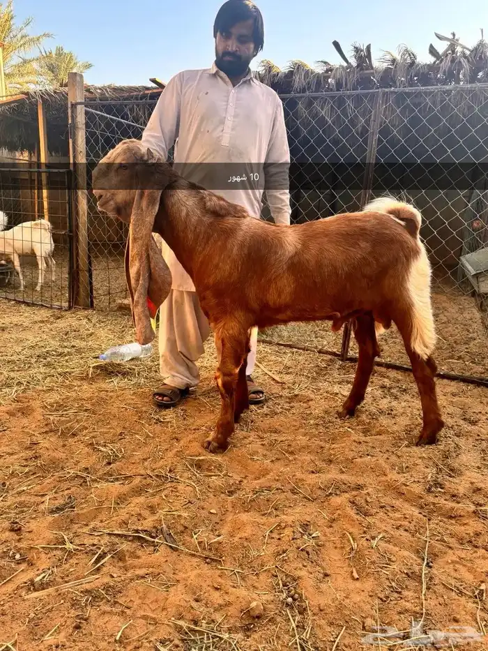 فحل هولندي وعياله 5