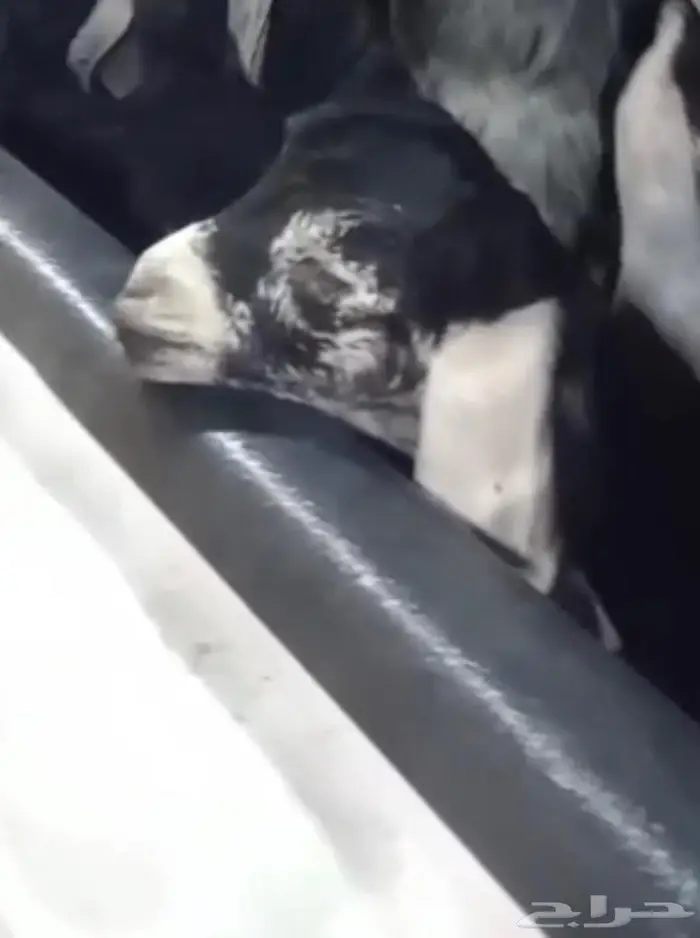 مشروع فحل عارضي كفو صنف معرف 0