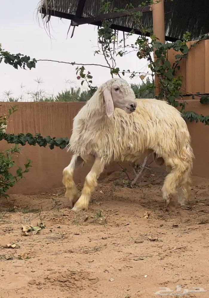 تم البيع   تم البيع 0