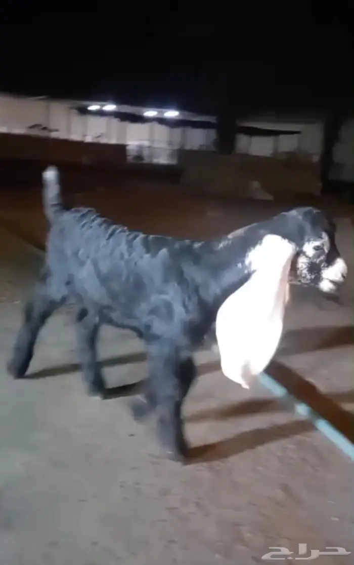 مشروع فحل عارضي كفو صنف معرف 3