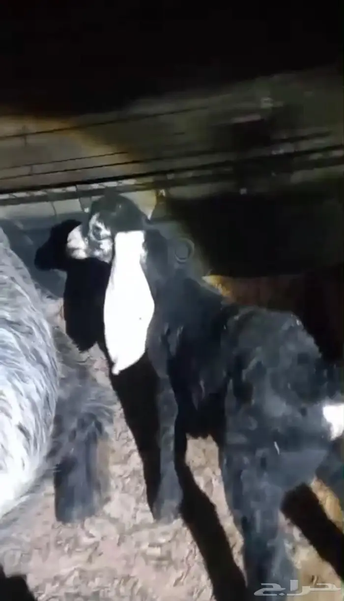 مشروع فحل عارضي كفو صنف معرف 1