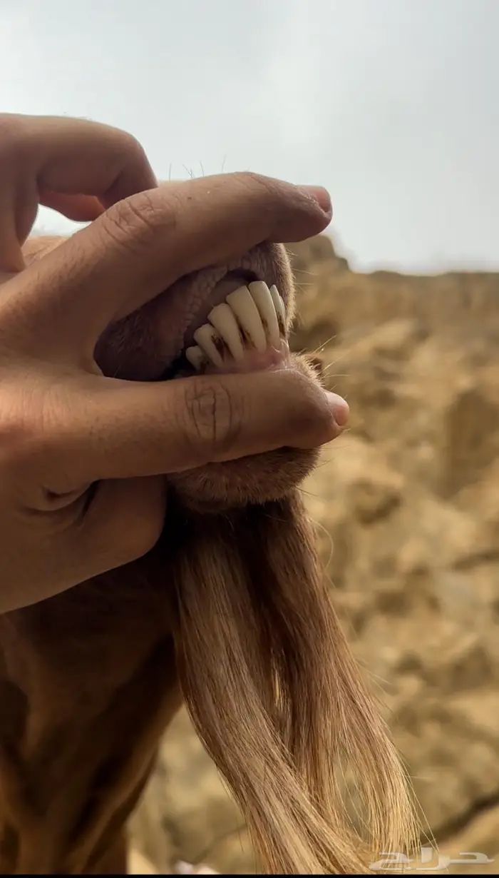 تيس ادهم للبيع 0