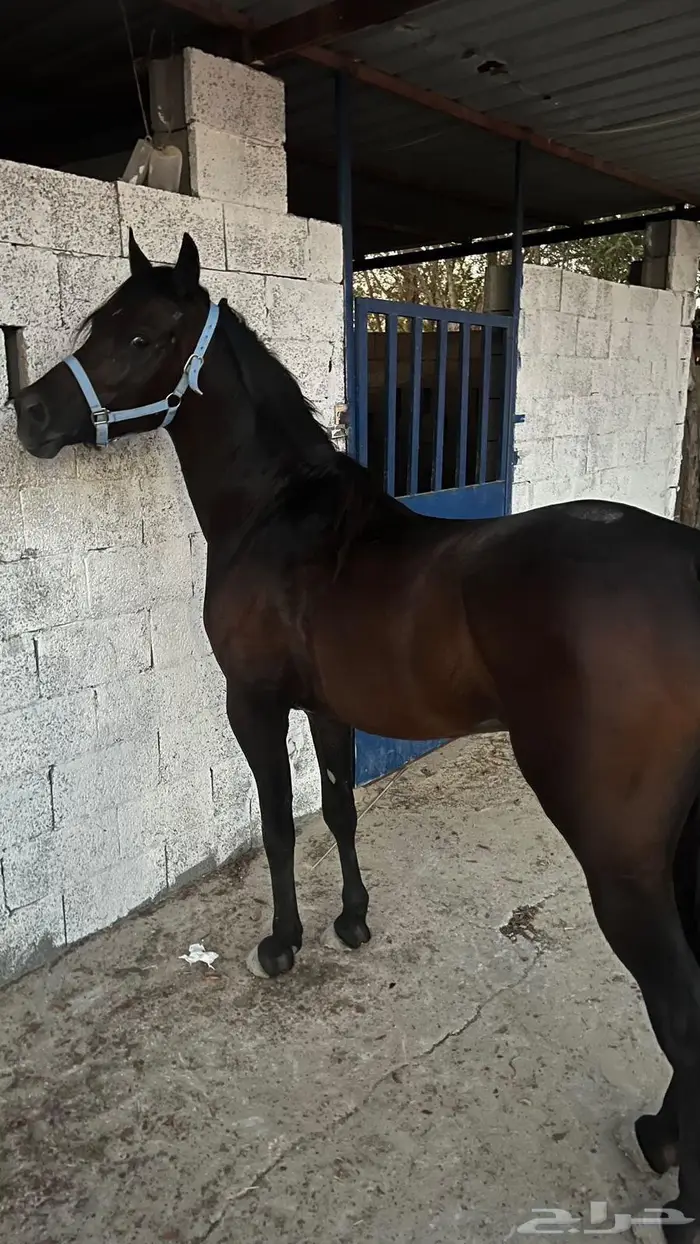 خيل 0