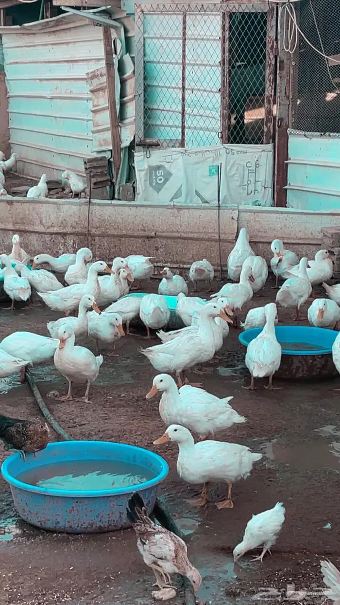 بيط بكيني عمر 3 اشهر ونص ودجاج بلدي 0