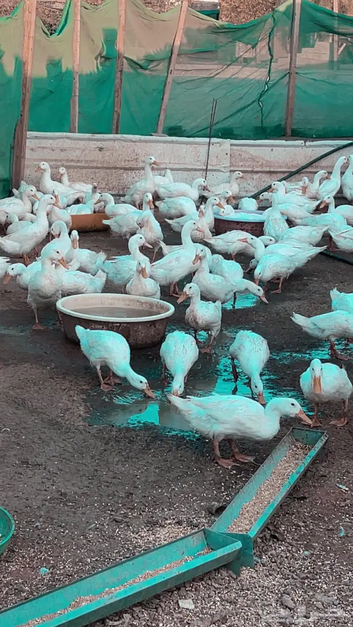 بيط بكيني عمر 3 اشهر ونص ودجاج بلدي 3