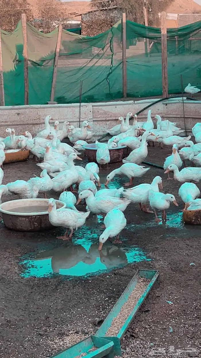 بيط بكيني عمر 3 اشهر ونص ودجاج بلدي 1