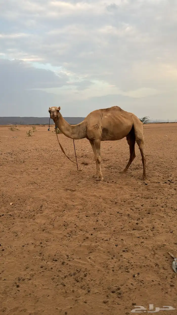 ركبي للبيع 0